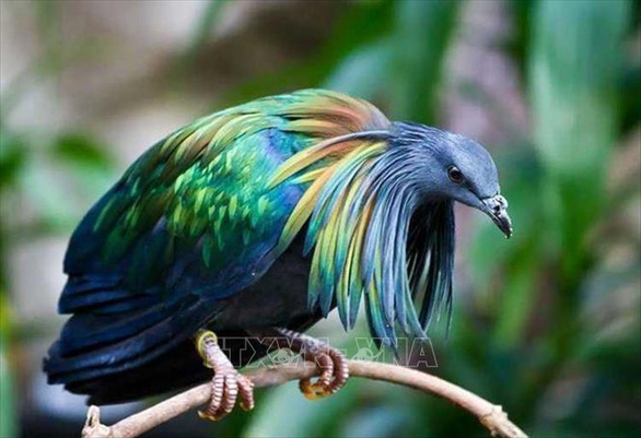 Vietnam Northern Photo Mountain Birds Tour 10 Days